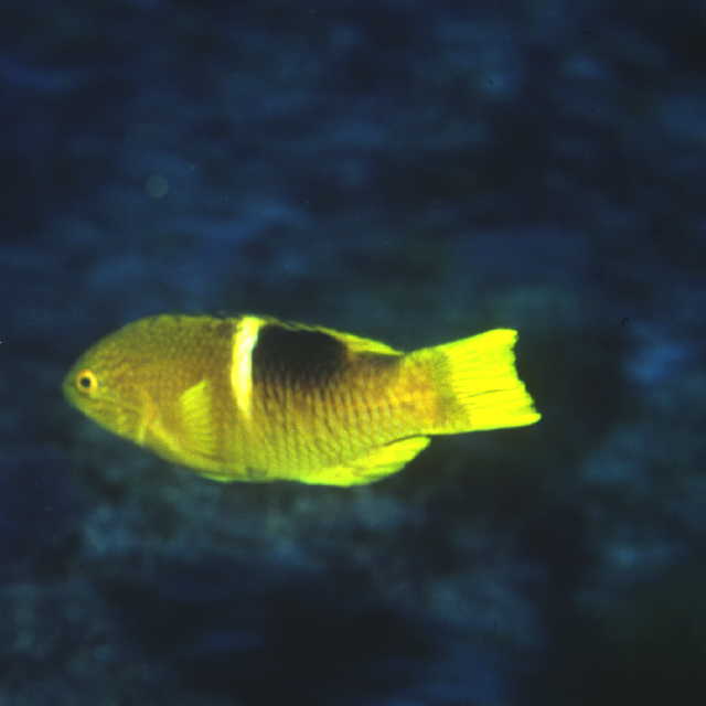 Bodianus perditio